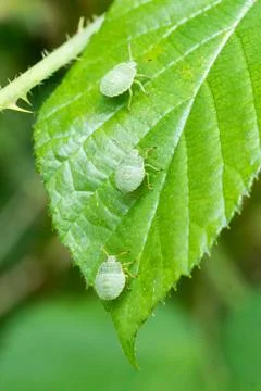 Closeup of three Green Shield Bug (Palomena prasina) nymphs on a leaf Stock Photos