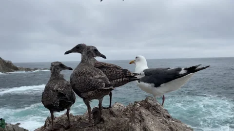 Closeup of three gull chicks and one adult on rock in Sea of Okhotsk Video stock 209130590