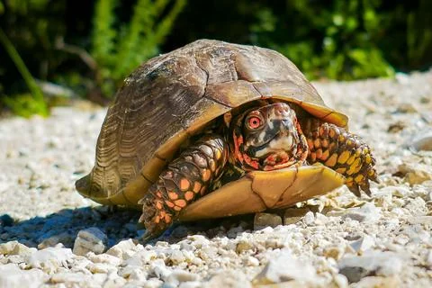 Closeup of a three-toed box turtle in Arkansas, USA Stock Photos