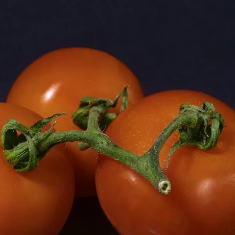 Closeup of three tomatoes on a truss Stock Footage 229671759