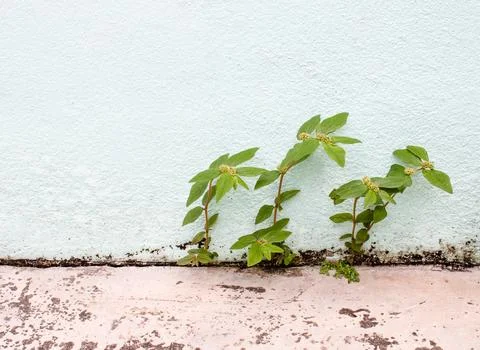 Closeup, Three trees grow between the walls of the house and the cement flo.. Stock Photos