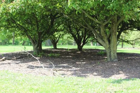 Closeup of Three Trees Located Close Together on top of Brown Mulch Stock Photos