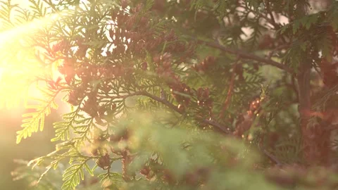Closeup of thuja branches with cones against the background of bright sunlight Stock Footage 153277718