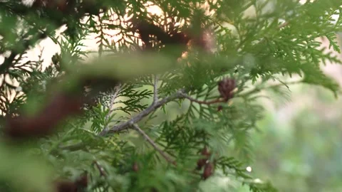 Closeup of thuja branches with cones against the background of bright sunlight Stock Footage 153681703