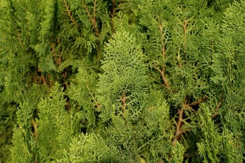 Closeup of thuja tree Stock Photos