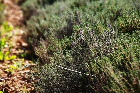 Closeup on thyme in a field during spring Stock Photos