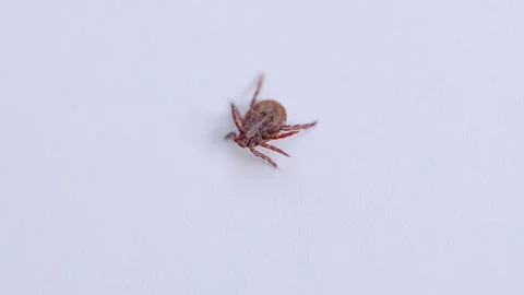 A CloseUp of a Tick on a White Background, showcasing its intriguing details and Stock Photos