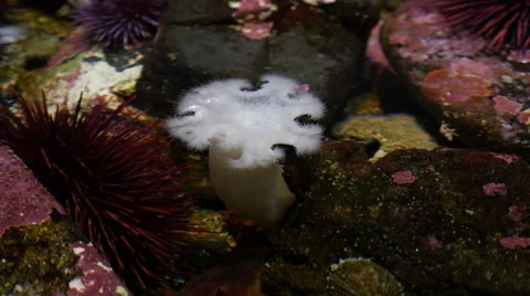 Closeup of tide pool with anenome Stock Footage 55665800