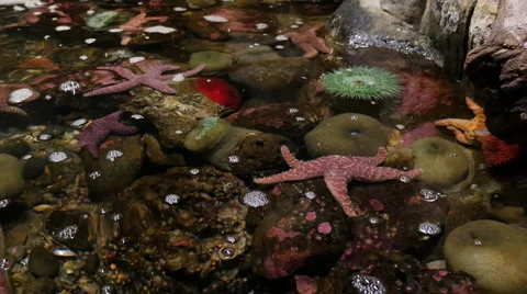Closeup of tide pool with starfish and anenome Stock Footage 55665735