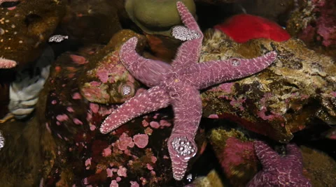 Closeup of tide pool with starfish Stock Footage 55665770