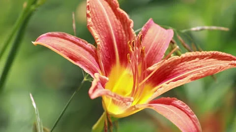 Closeup Tiger Lilly Stock Footage 25237904