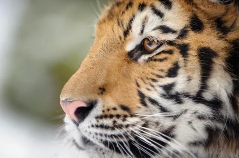 Closeup tiger portrait Stock Photos