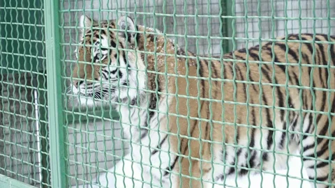 Closeup of tiger walking in the cage Stock Footage 73326342