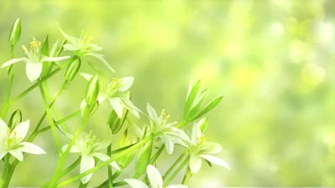 Closeup time lapse of a blooming spring flower Stock Footage 276223570