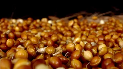Closeup time lapse of lots of millet seed starting to germinate and moving Stock Footage 345175390