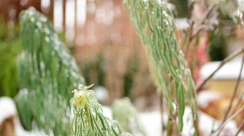 Closeup Time Lapse of Plants Thawing after Snow and Ice Stock-Footage 40358595