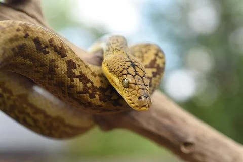 Closeup of Timor python snake around a thick branch Stockfoto's