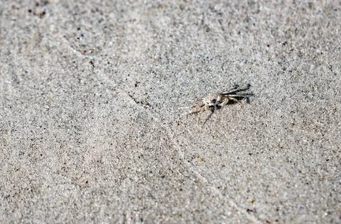 Closeup of a tiny Atlantic ghost crab on a concrete texture Stock Photos