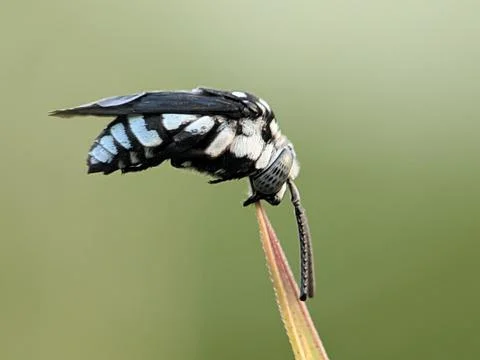 Closeup of a tiny black and white Thyreus on a blurred green background Foto stock