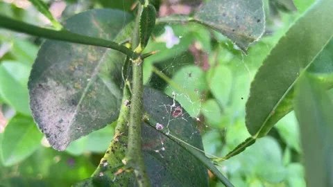 Closeup of a tiny black insect perches on a citrus green leaf Video stock 328338888