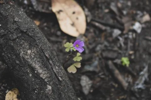 Closeup of a tiny blue flower growing on the trunk of a tree 写真素材