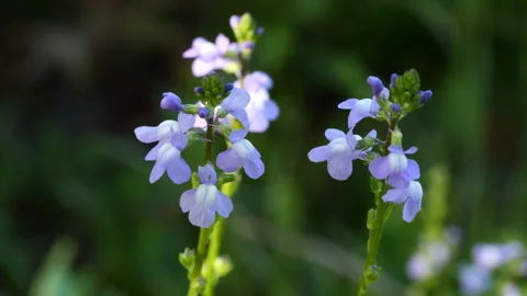 Closeup of tiny blue toadflax flowers. Stock Footage 273532021