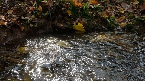 Closeup tiny creek with running water and autumn foliage. Stock Footage 118151048