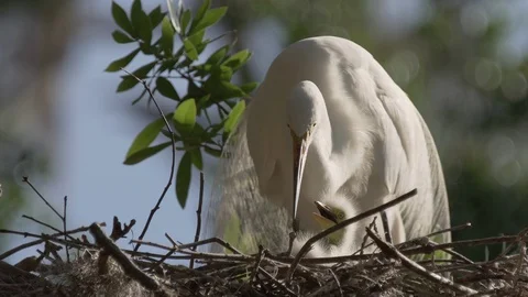 Closeup tiny cute baby egret chick next to mom in a nest Orlando Florida Stock Footage 127378165