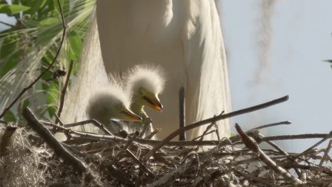 Closeup tiny cute baby egret chicks next to mom in a nest Orlando Florida Stock Footage 127378905