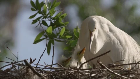 Closeup tiny cute baby egret chicks next to mom in a nest Orlando Florida Stock Footage 127379867