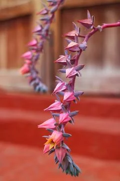 Closeup of Tiny Flowers of Echeveria Elegans or Mexican Rose, Amazonas Peru Foto stock