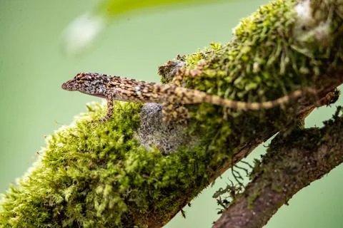 Closeup of a tiny gecko on a tree branch with blurry background in Costa Rica Stock Photos