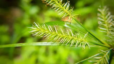 Closeup of a tiny green plant, cool for background Stock Photos