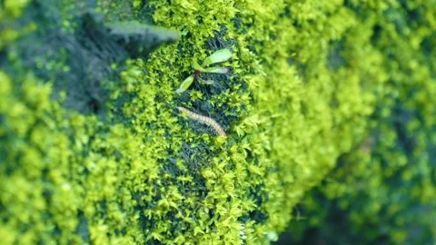 Closeup of a tiny millipede, a type of arthropod moving through light green moss 库存影片 333376280