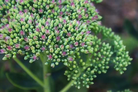 Closeup of tiny pink flowers opening on a sedum Stock Photos