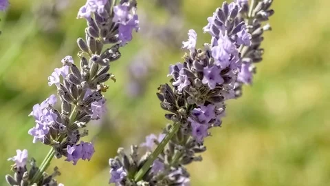 Closeup of tiny pretty lilac lavandula (lavendar) flowers moving in a relax.. Stock Footage 75389139
