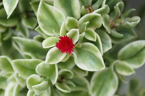 Closeup of tiny red flower of Variegated Baby Sun Rose, also known with sci.. Stock Photos