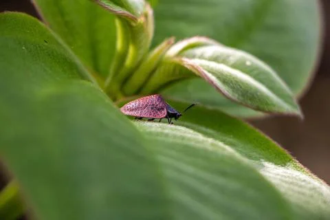 Closeup of a tiny red treehopper on a big green leaf texture Stock Photos
