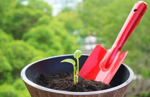 Closeup of tiny seedling in a pot with a red shovel in the backdrop Stock-Fotos