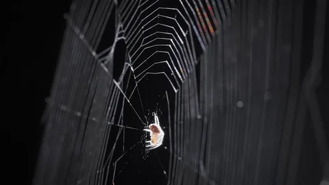 Closeup of Tiny Spider on her Web against Black background Stock Footage