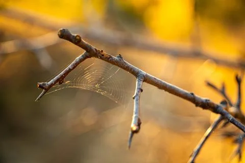Closeup of a tiny spider web on a tiny tree branch Foto stock