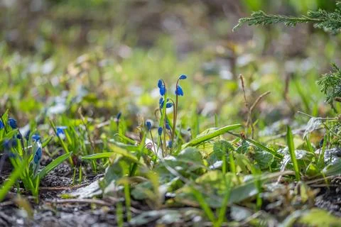 Closeup of tiny spring flowers with dewy background and gentle blur. Serene.. Fotos de archivo