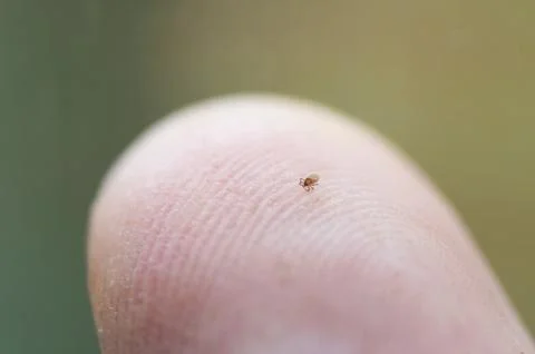 Closeup of tiny tick nymph crawling over human fingertip Stock-Fotos