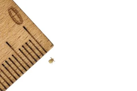 Closeup of tiny tick nymph next to wooden ruler with millimeter scale on white 스톡 사진