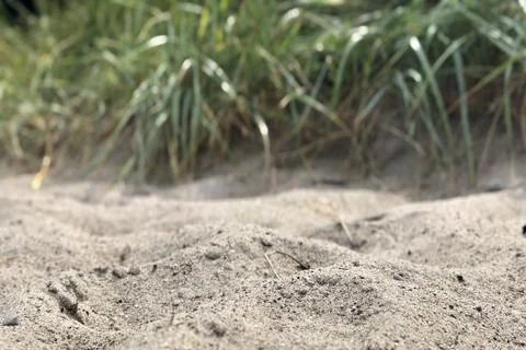 Closeup of tiny twig coming out from sand with lemongrass background  Foto stock
