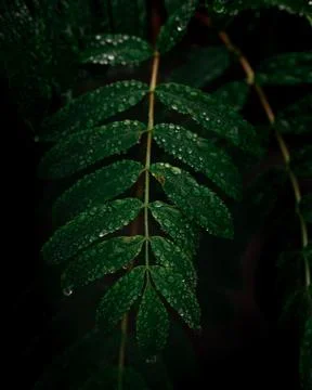 Closeup of tiny waterdrops on a flower leaf branch after rain 写真素材