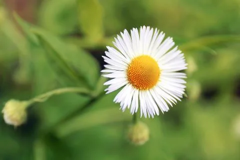 Closeup on the Tiny White Flower of the Golden Maurgarite Anthemis Daisy Stock Photos