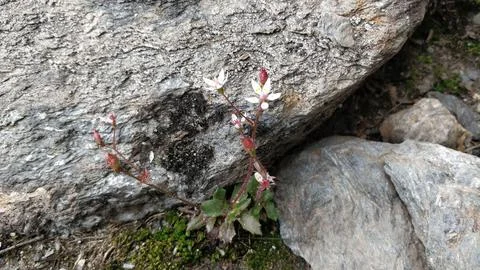 Closeup of a tiny white flower growing on front of a grey rock Stock Photos
