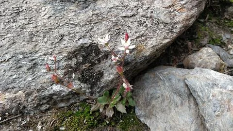 Closeup of a tiny white flower growing on front of a grey rock 写真素材