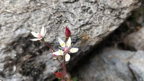 Closeup of a tiny white flower growing on front of a grey rock 写真素材